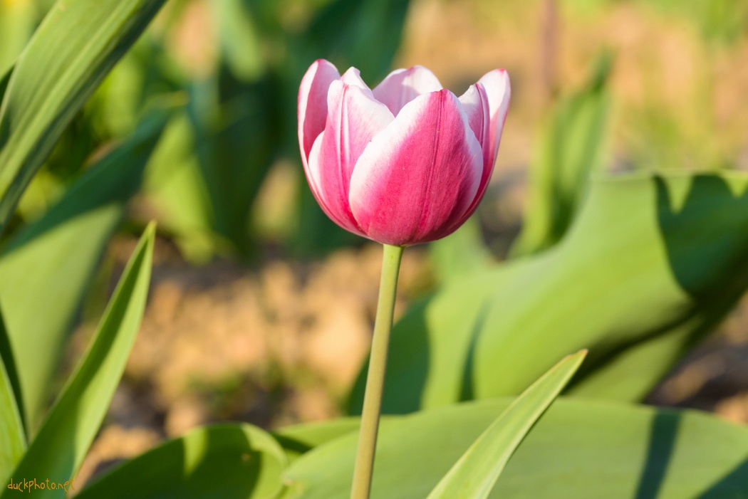 Tulipani